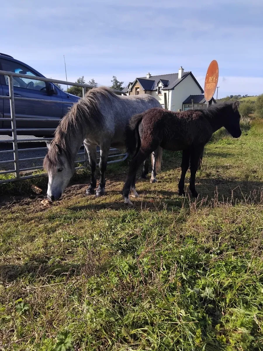 Mare and foal - Image 3