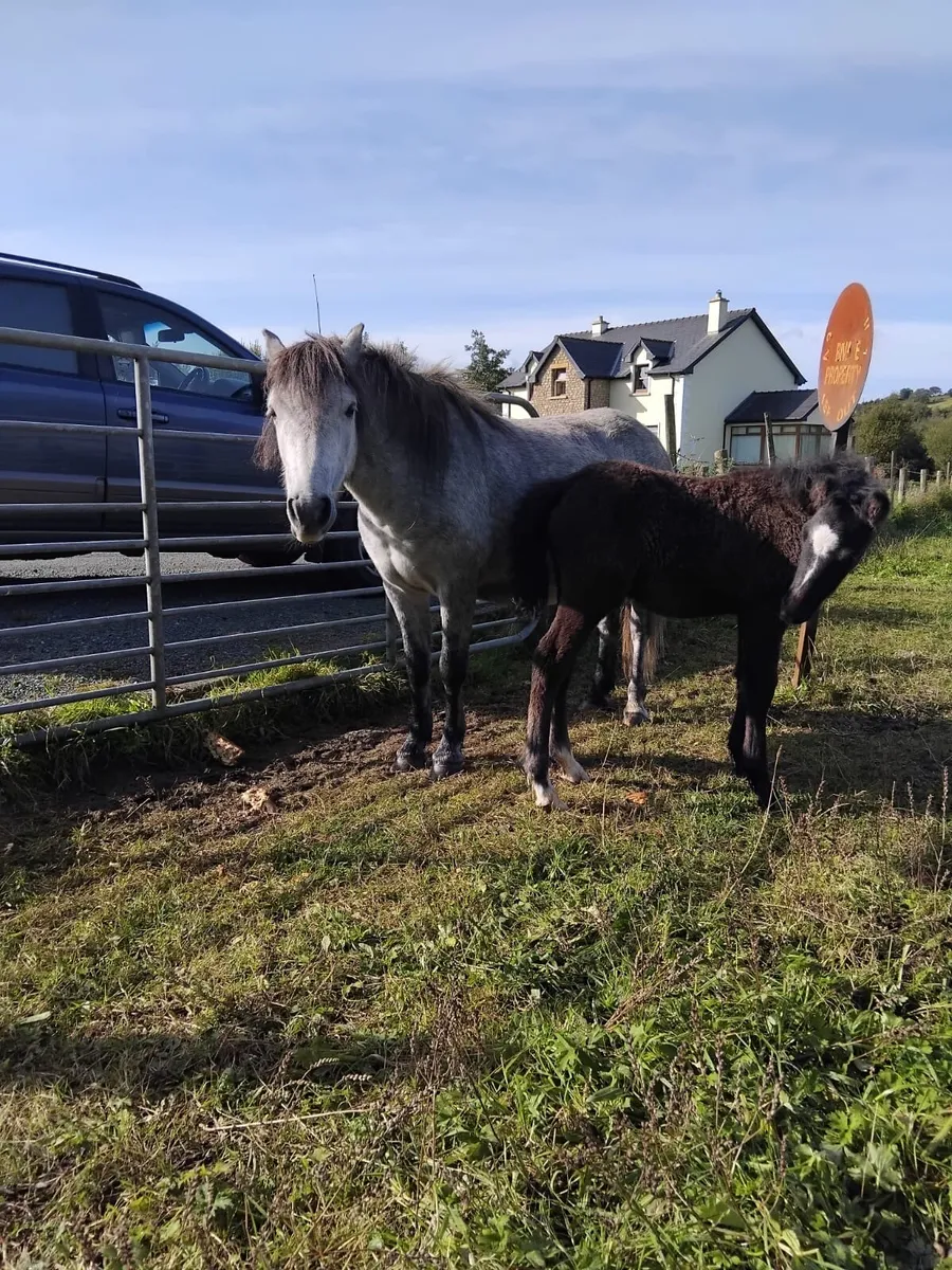 Mare and foal - Image 4