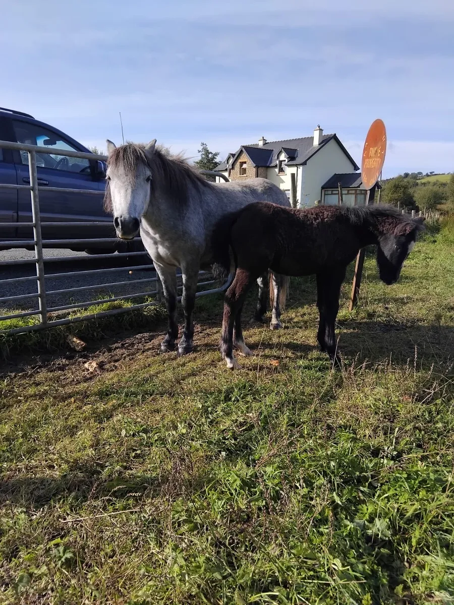Mare and foal - Image 1