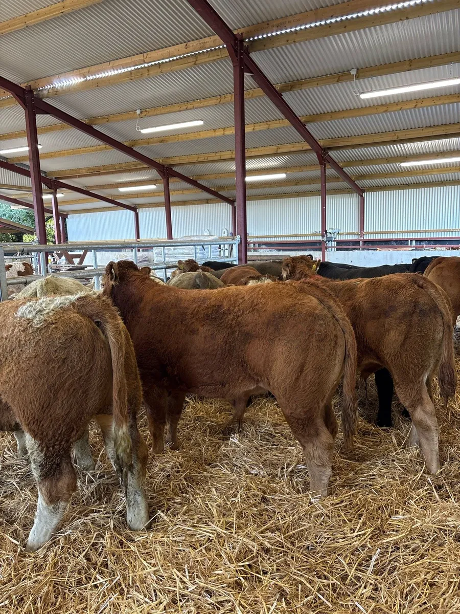 16 top quality 400kg U grade bull Weanlings 🔥 - Image 1