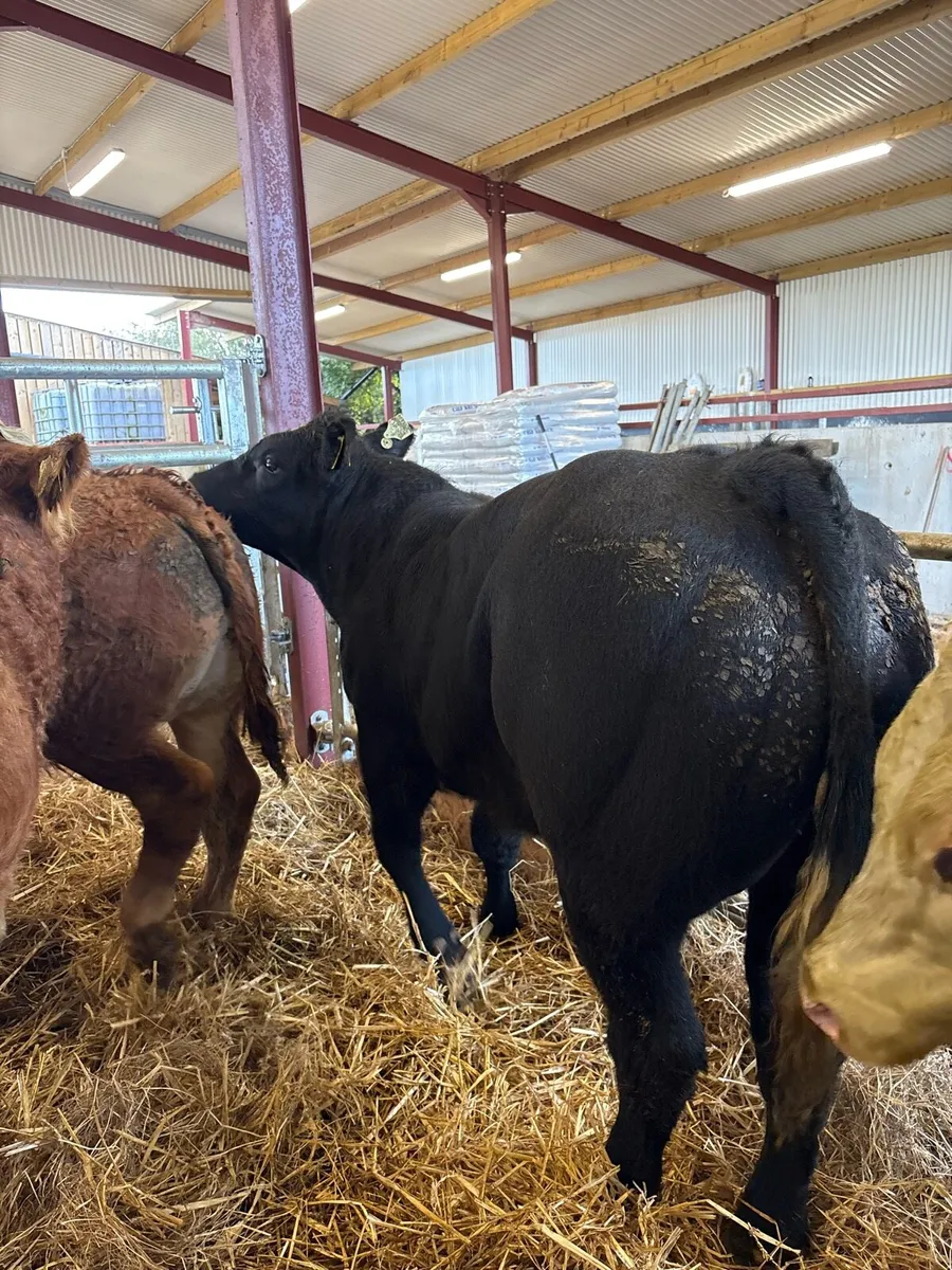 16 top quality 400kg U grade bull Weanlings 🔥 - Image 2