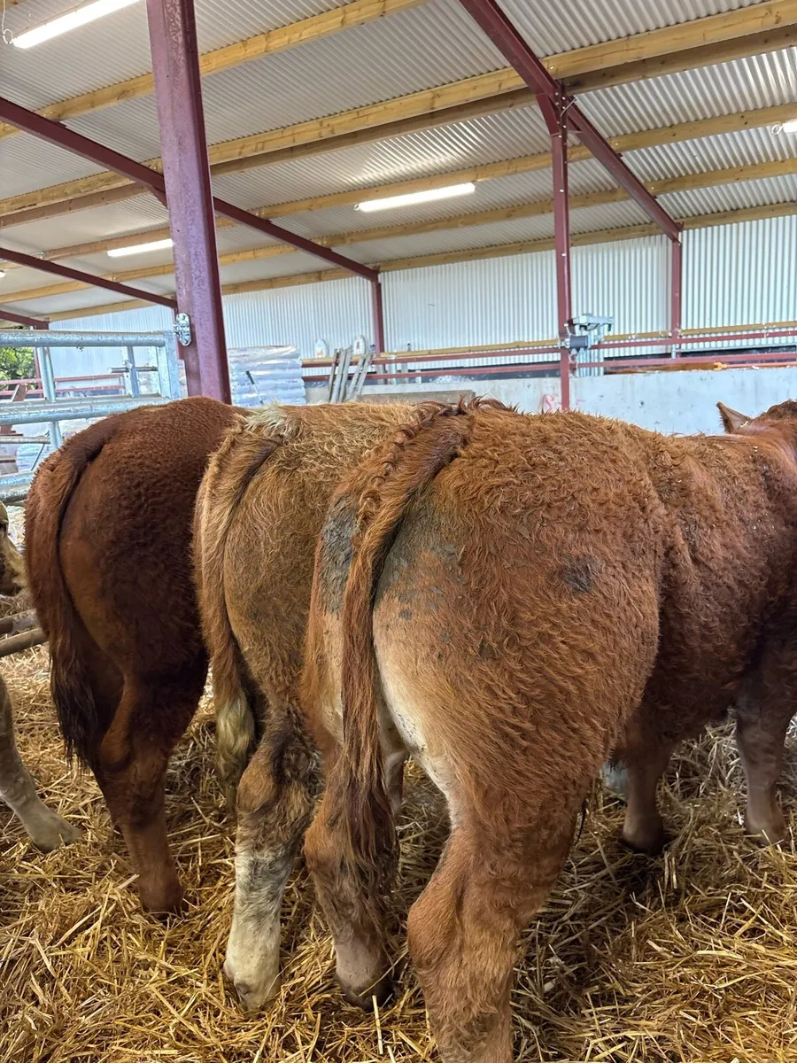 16 top quality 400kg U grade bull Weanlings 🔥 - Image 3