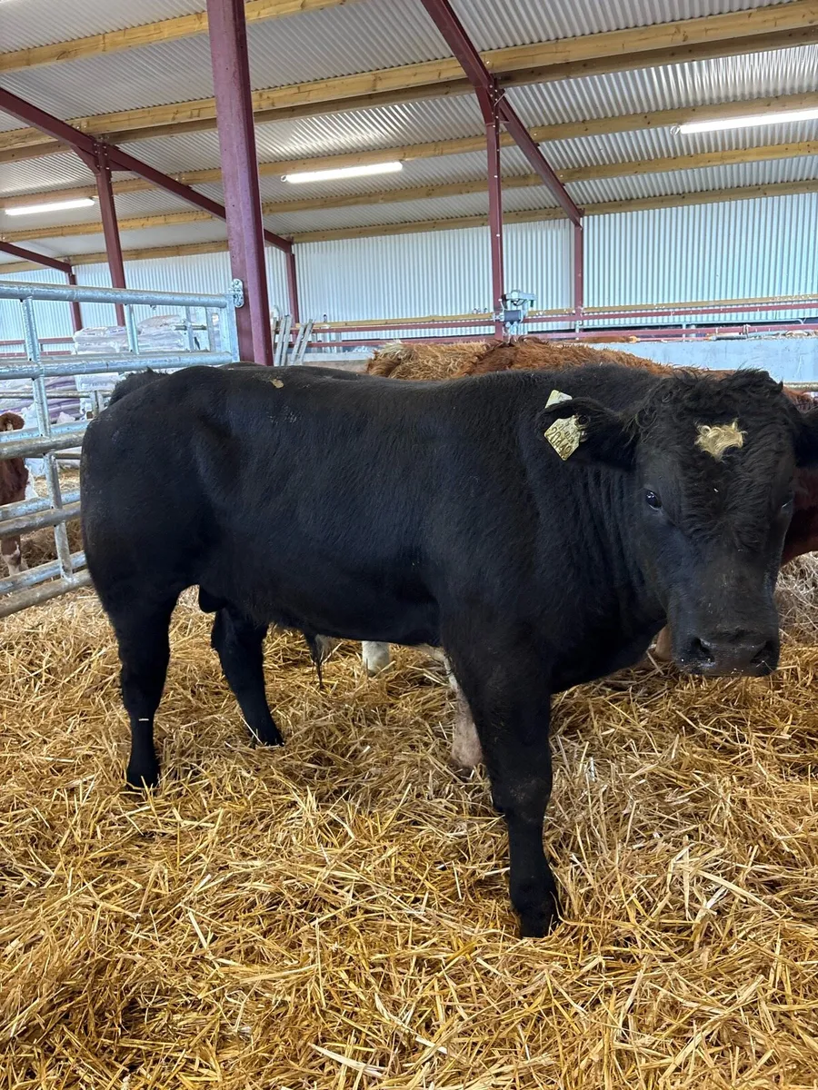 16 top quality 400kg U grade bull Weanlings 🔥 - Image 4