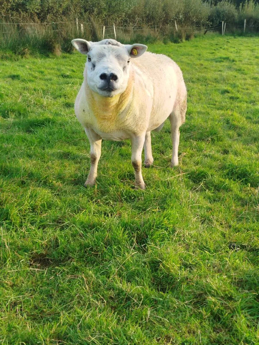4 Year Old PB Texal Ram - Image 2