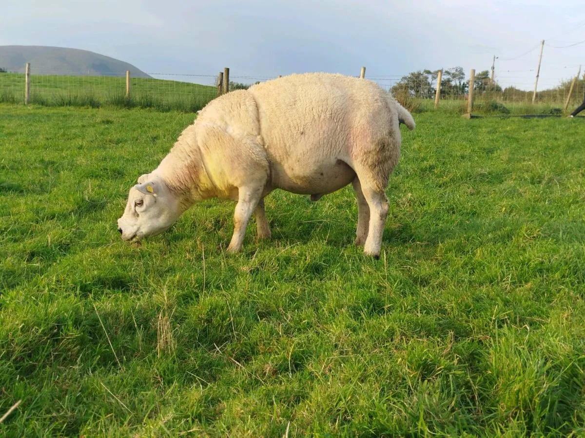 4 Year Old PB Texal Ram - Image 3