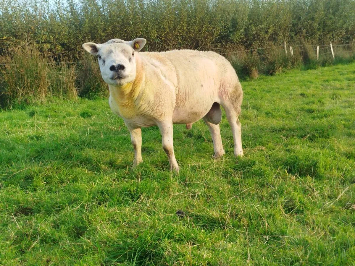 4 Year Old PB Texal Ram - Image 1
