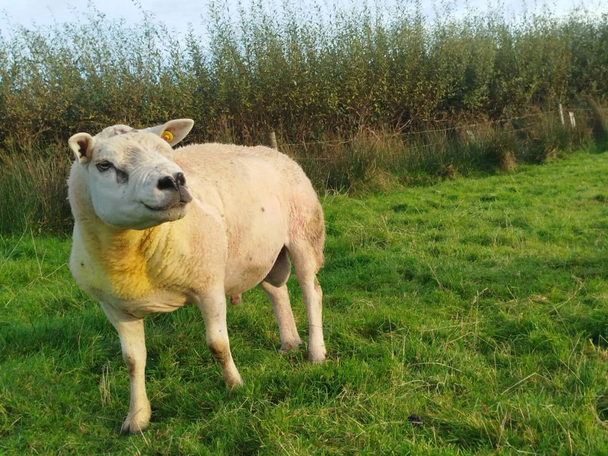 4 Year Old PB Texal Ram - Image 4