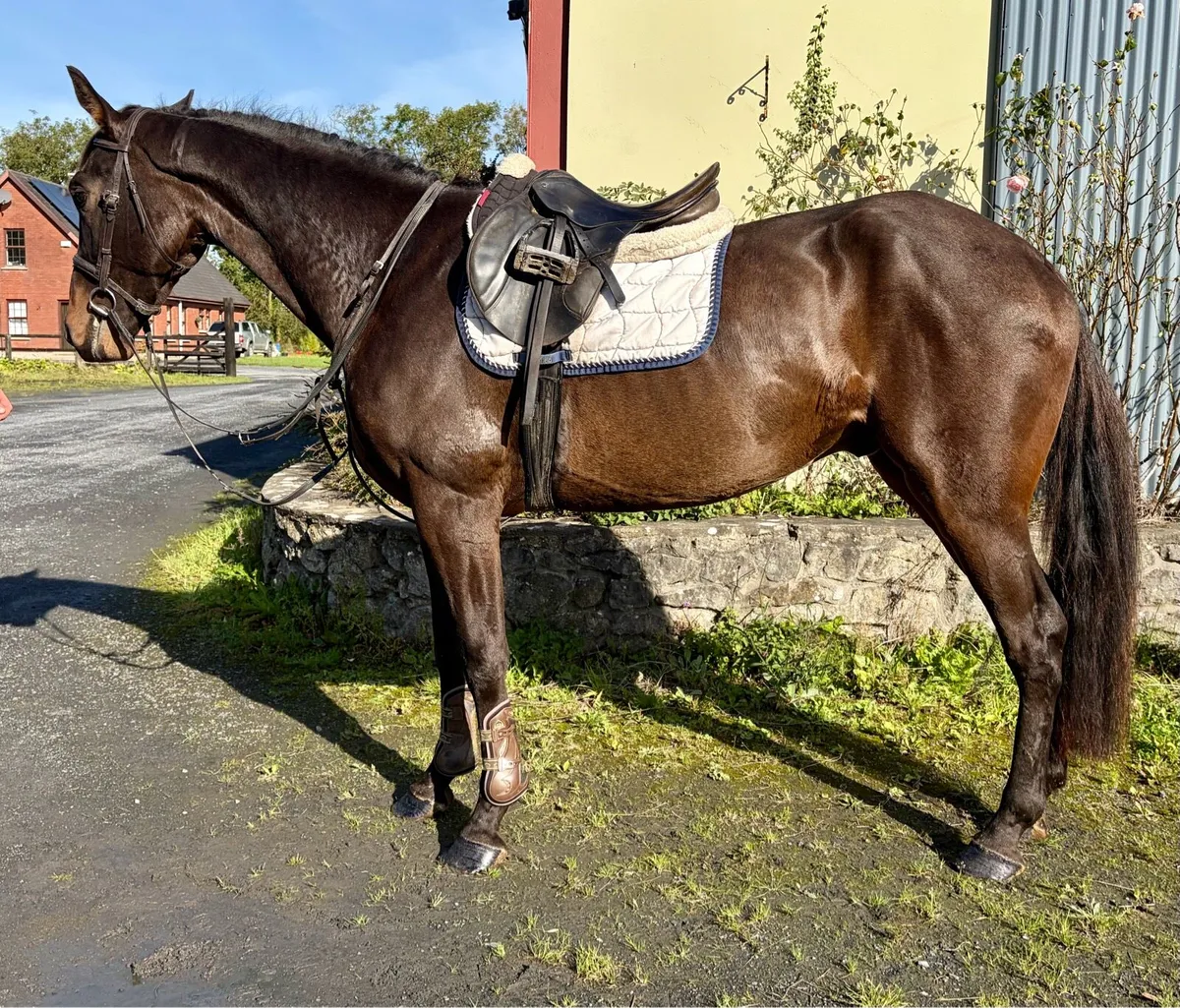 4yo 16.2hh gelding - Image 1