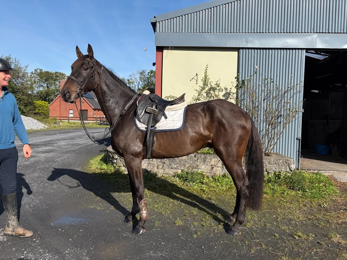 4yo 16.2hh gelding - Image 2
