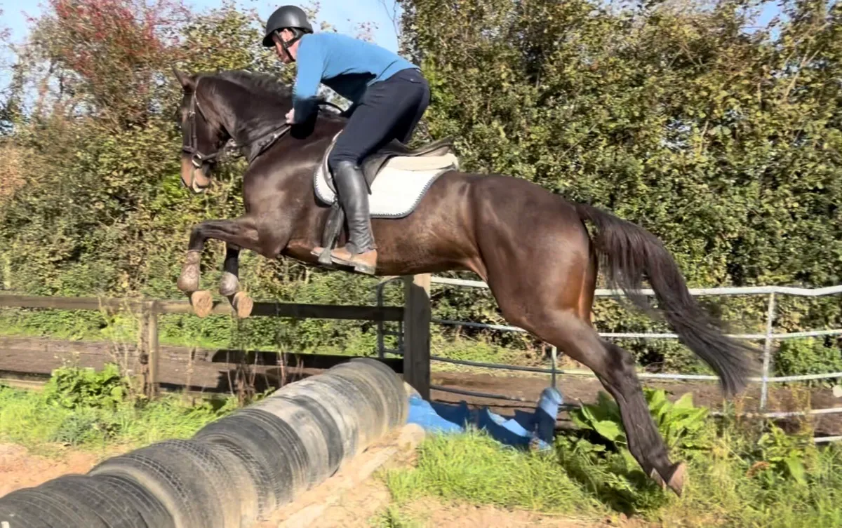 4yo 16.2hh gelding - Image 3