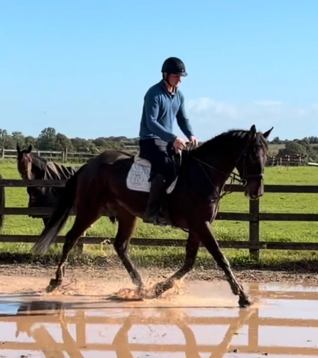 4yo 16.2hh gelding - Image 4