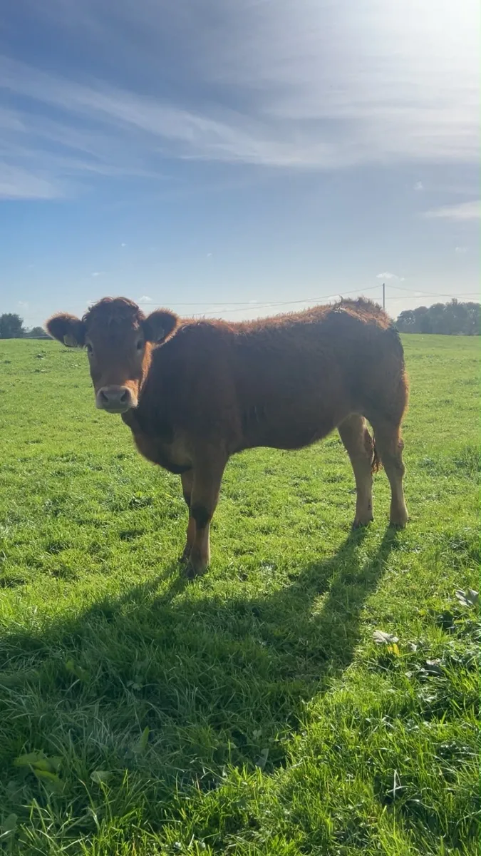 10 Store Heifers - Image 4