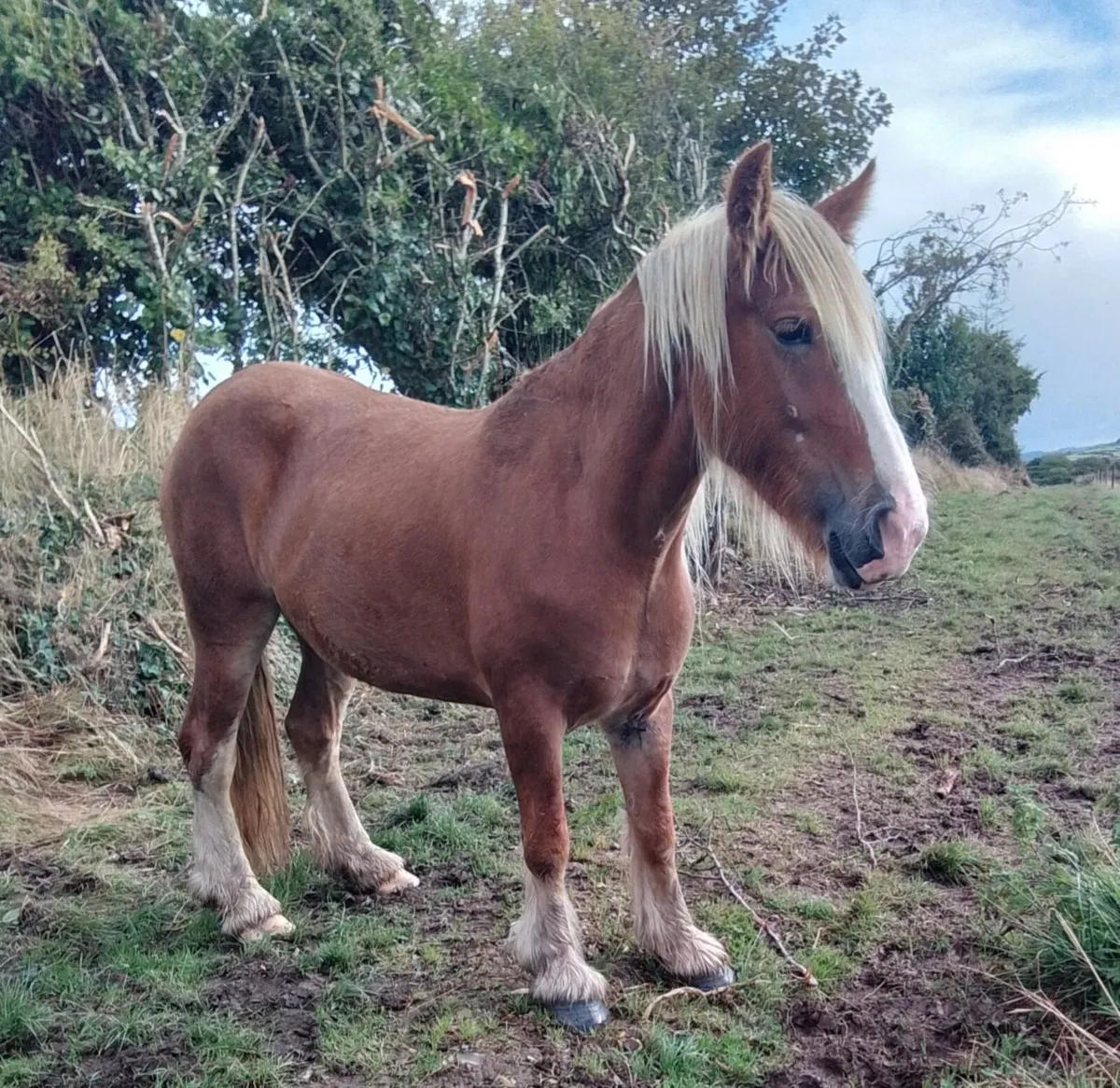 Cob for sale - Image 1