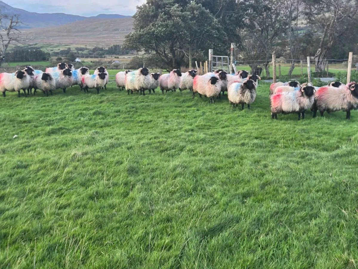 Black face ram lambs - Image 2