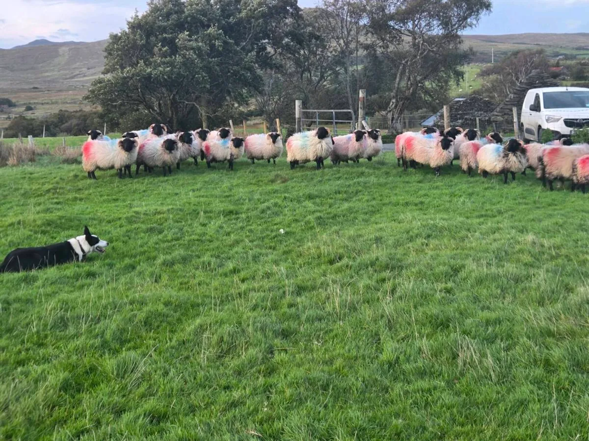 Black face ram lambs - Image 3