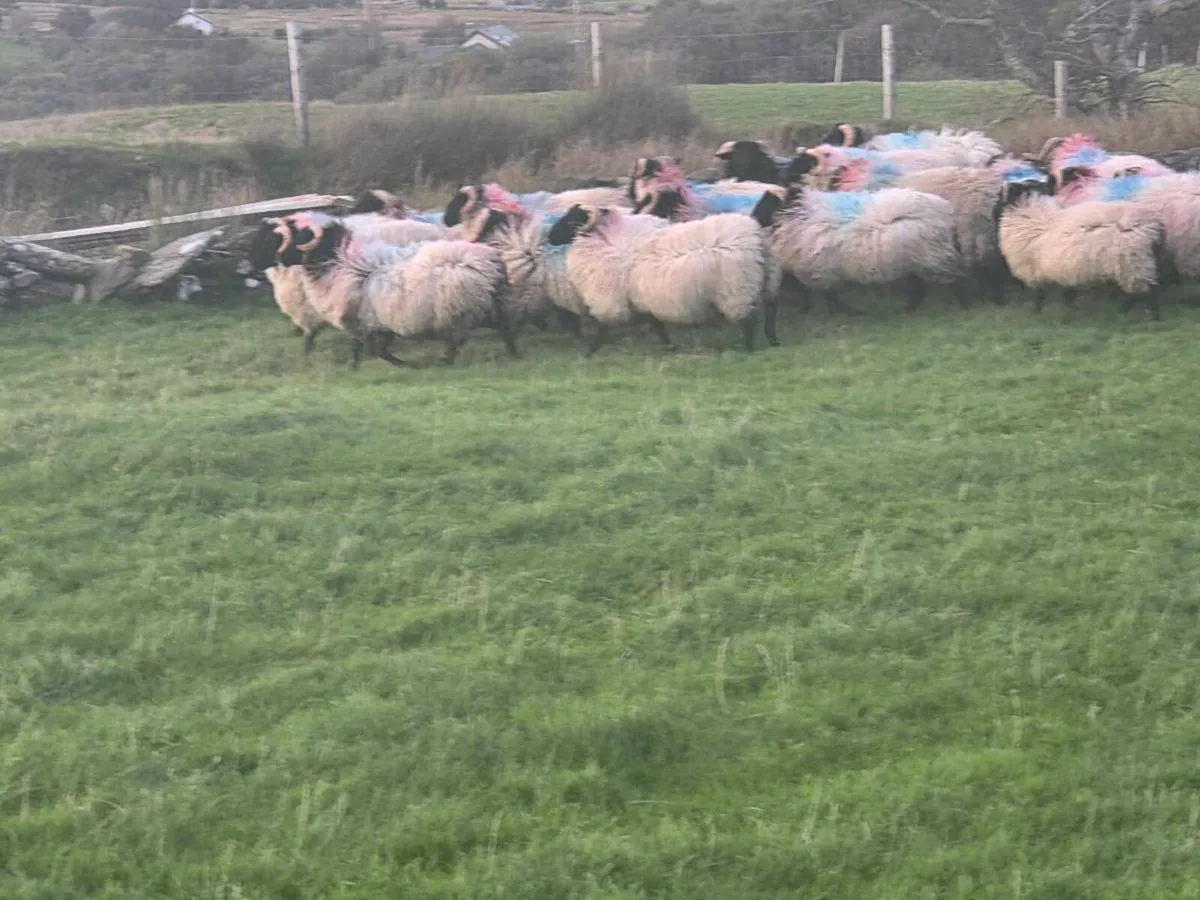 Black face ram lambs - Image 4