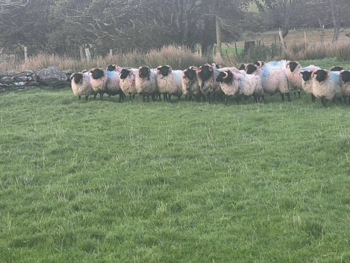 Black face ram lambs - Image 1