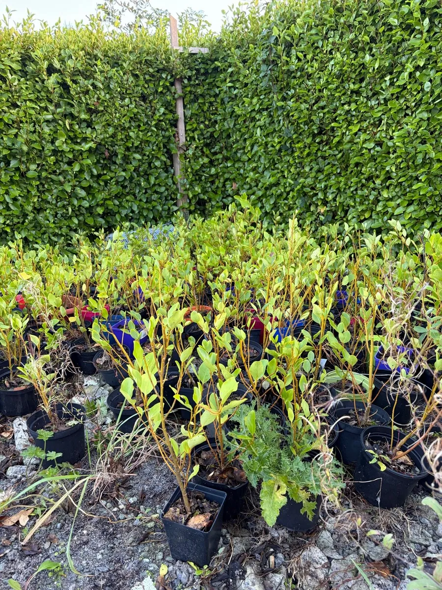 Griselinia hedge - Image 3