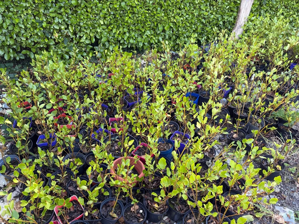 Griselinia hedge - Image 4
