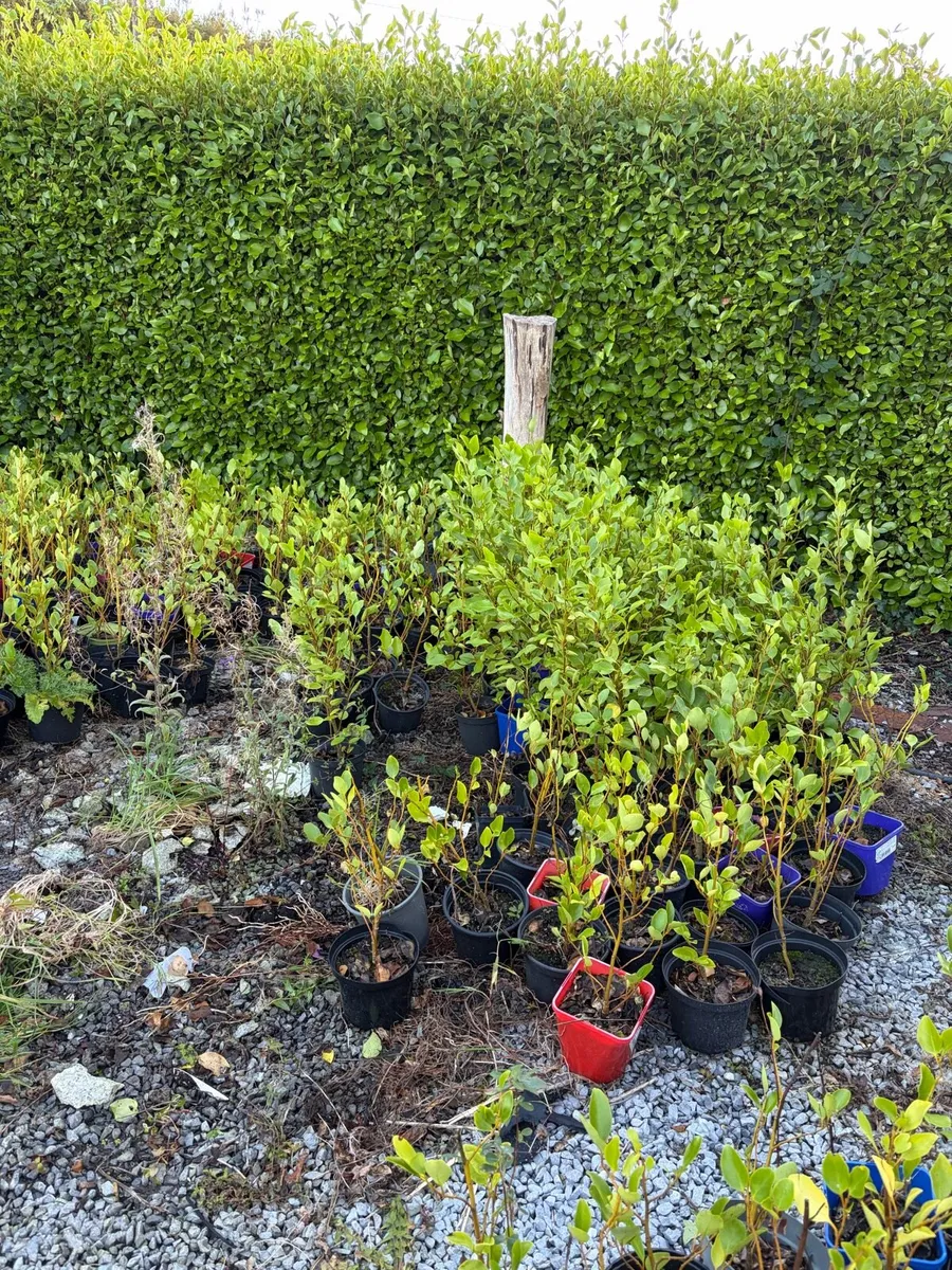 Griselinia hedge - Image 1
