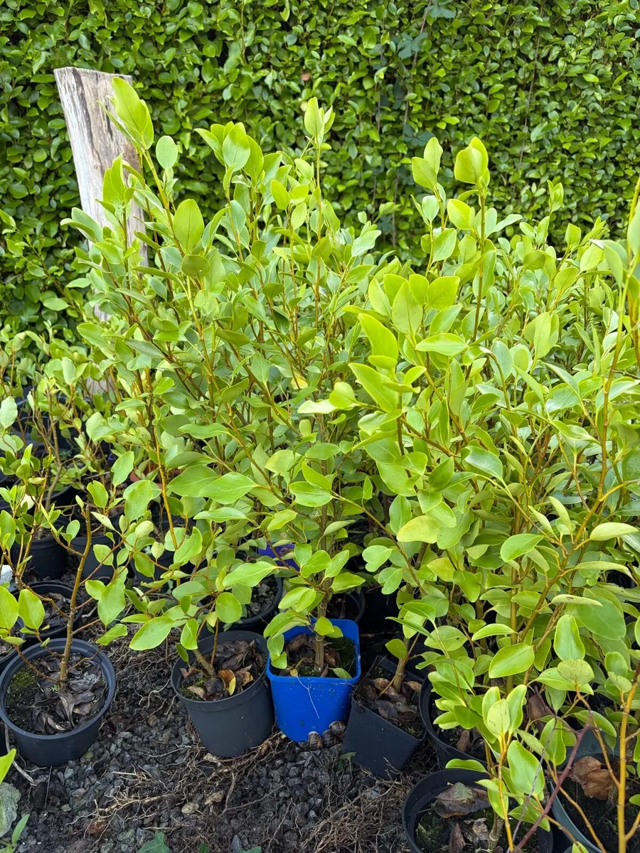 Griselinia hedge - Image 2