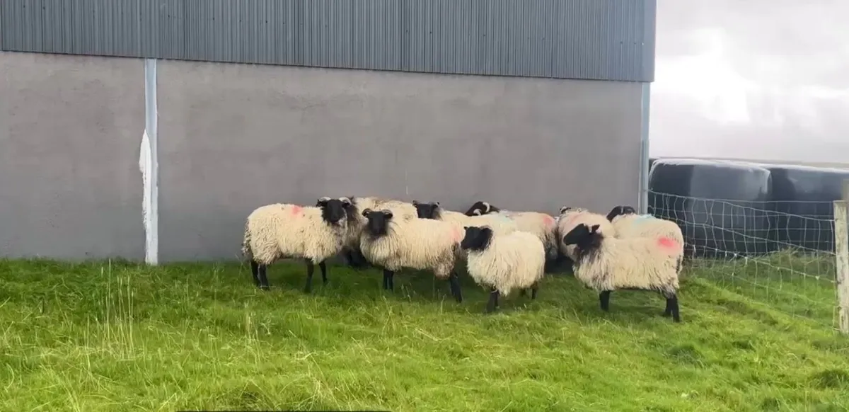 Mayo Mountain Ewe Lambs - Image 1