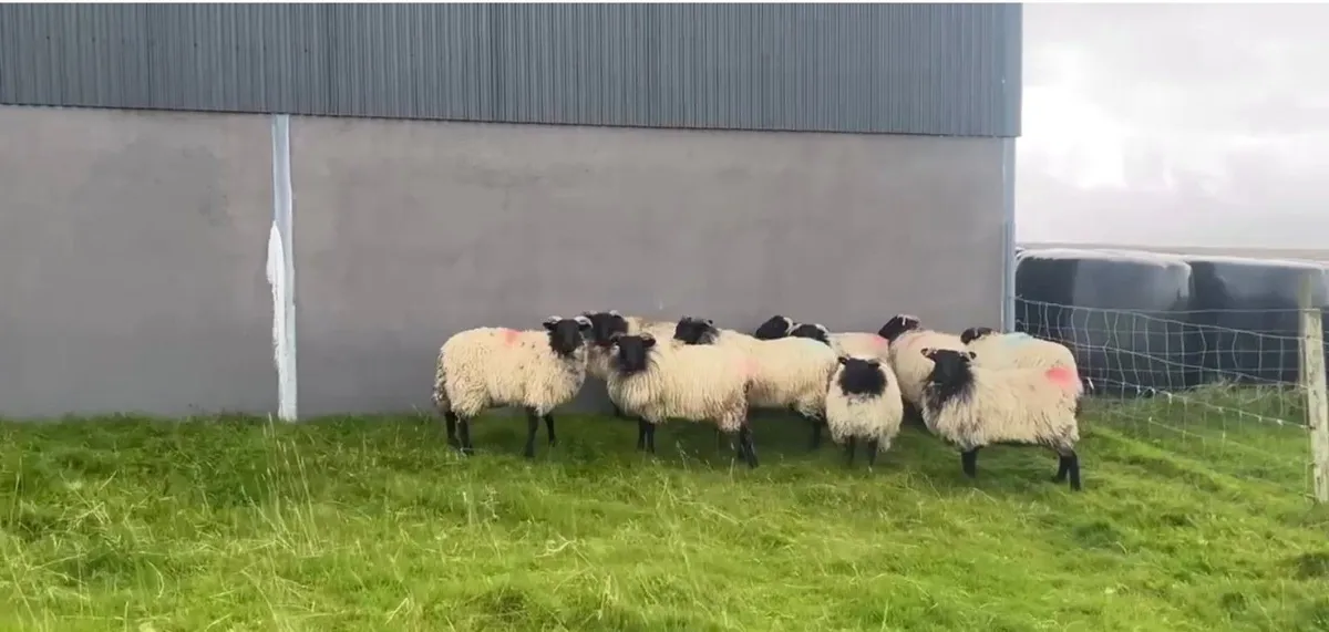 Mayo Mountain Ewe Lambs - Image 2