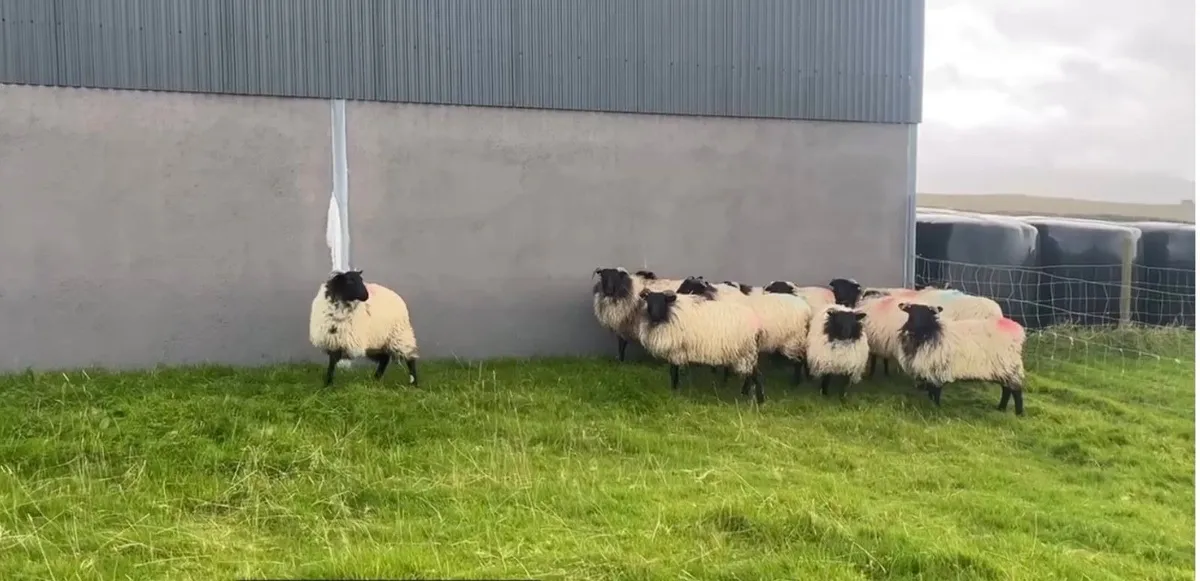 Mayo Mountain Ewe Lambs - Image 3