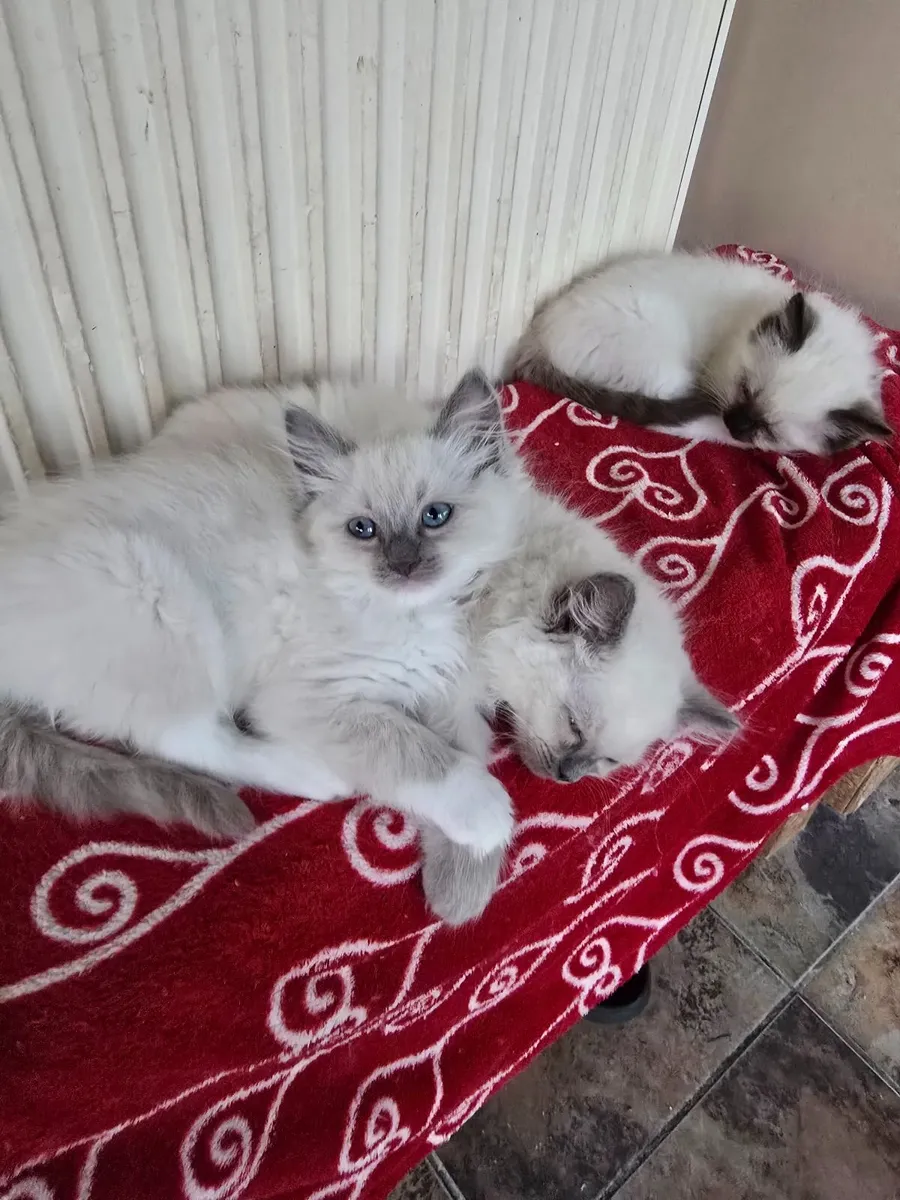 purebred ragdoll kittens ---all reserved--- - Image 1