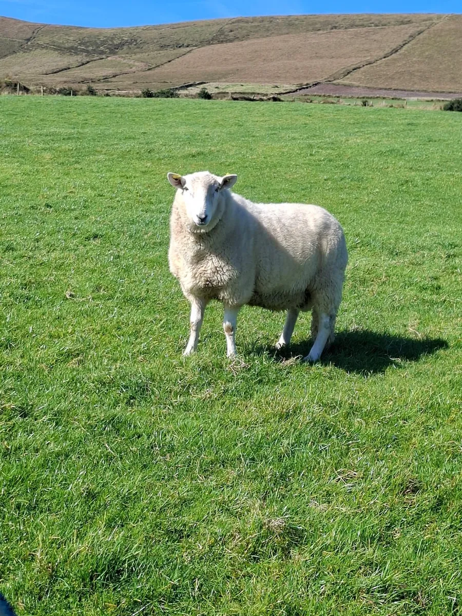Wicklow cheviot ram - Image 1