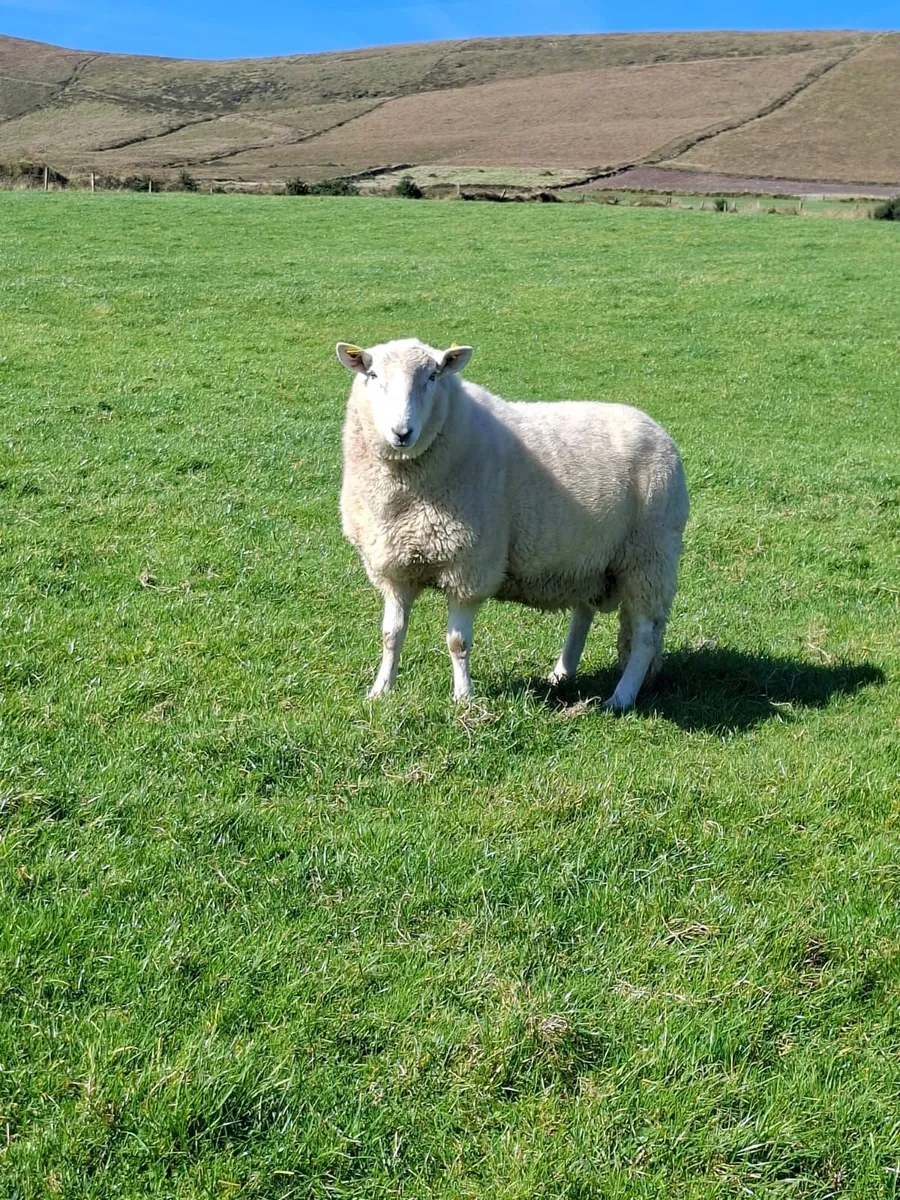 Wicklow cheviot ram - Image 3