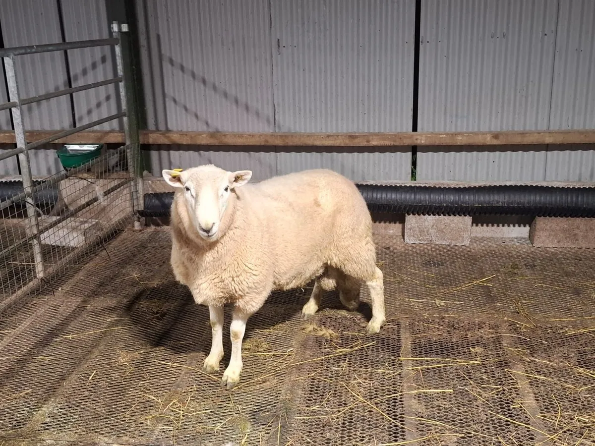 Wicklow cheviot ram - Image 4
