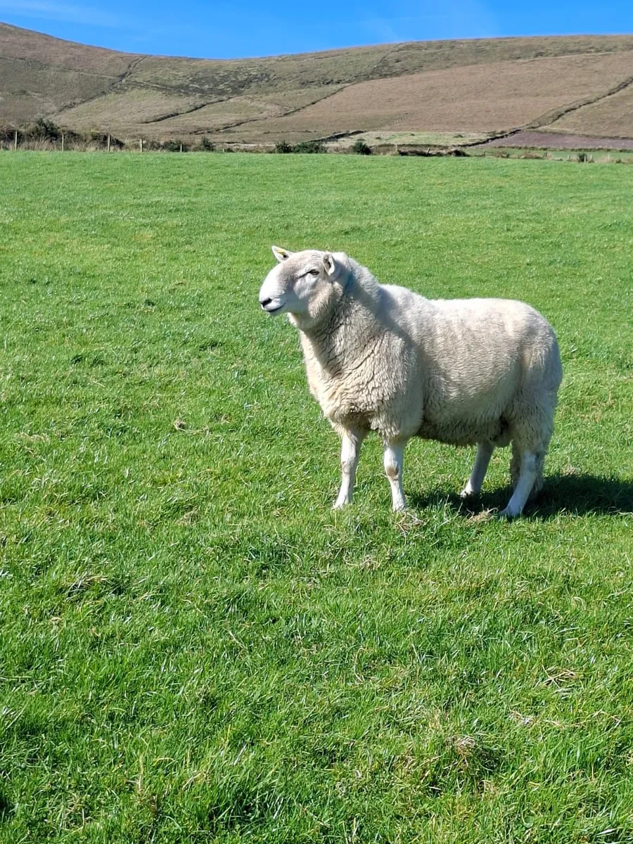 Wicklow cheviot ram - Image 2