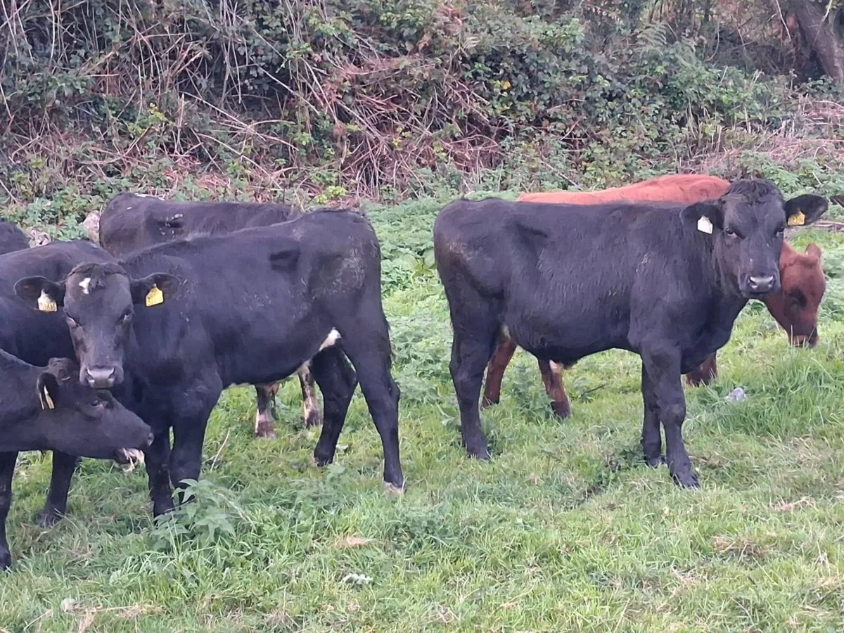 10 Angus and Friesen bull weanlings - Image 2