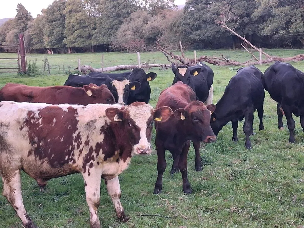 10 Angus and Friesen bull weanlings - Image 3