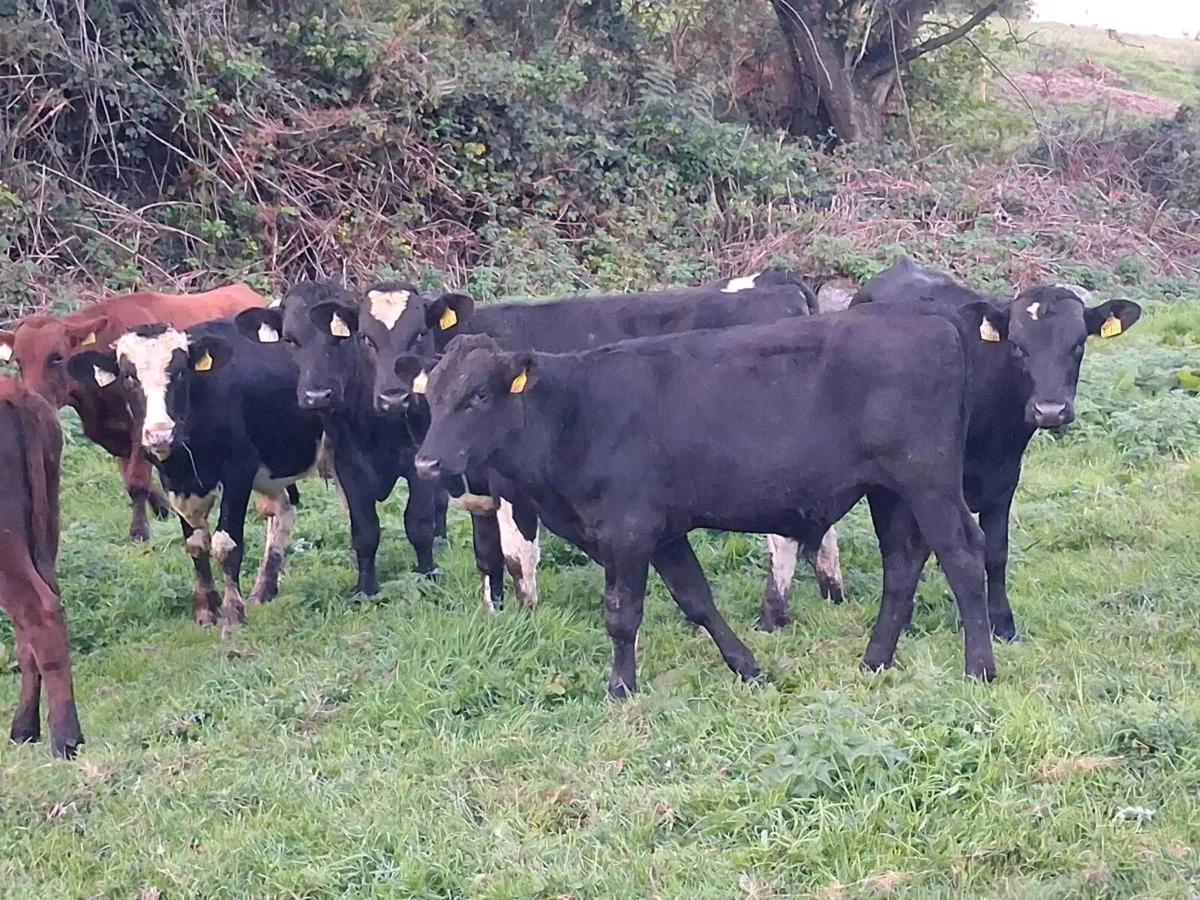 10 Angus and Friesen bull weanlings - Image 4