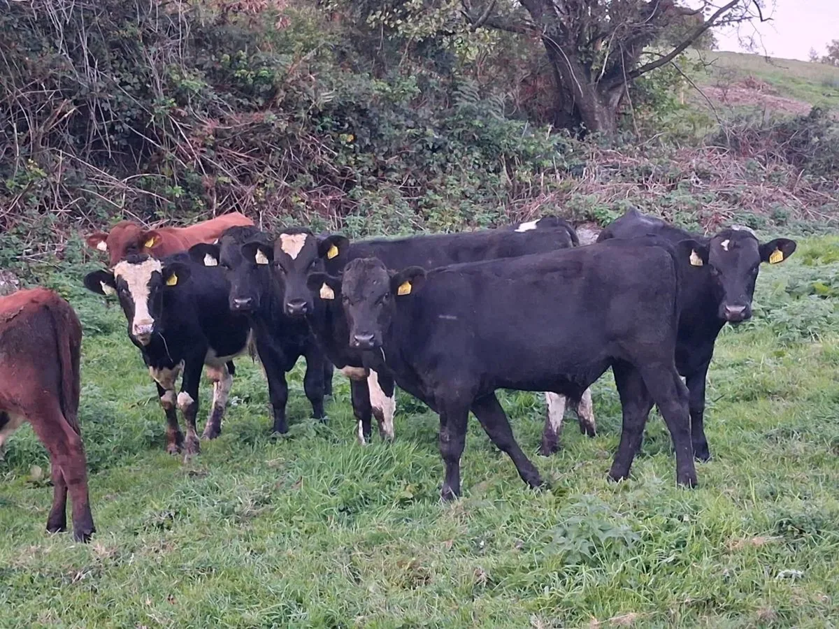 10 Angus and Friesen bull weanlings - Image 1