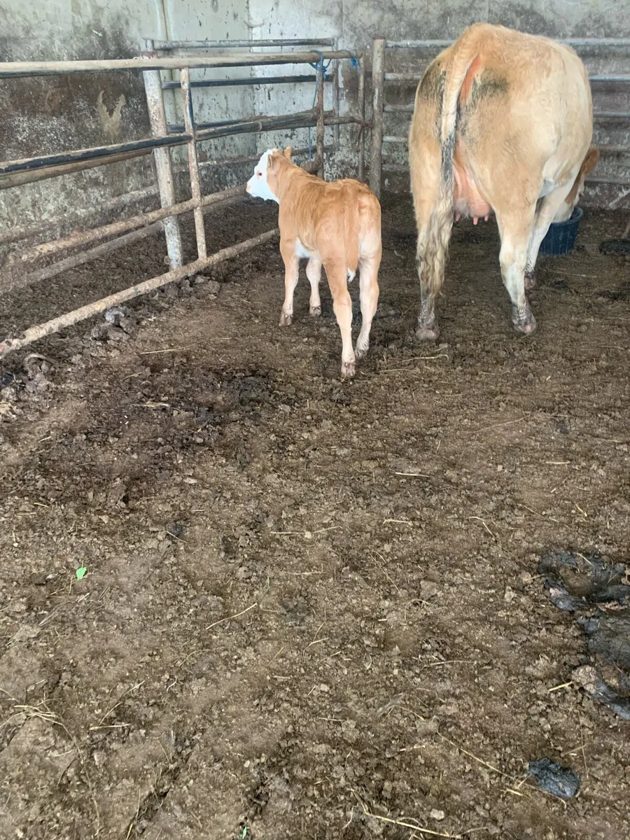Springer and calf - Image 1