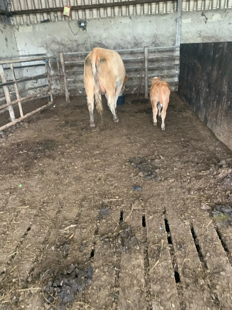 Springer and calf - Image 2