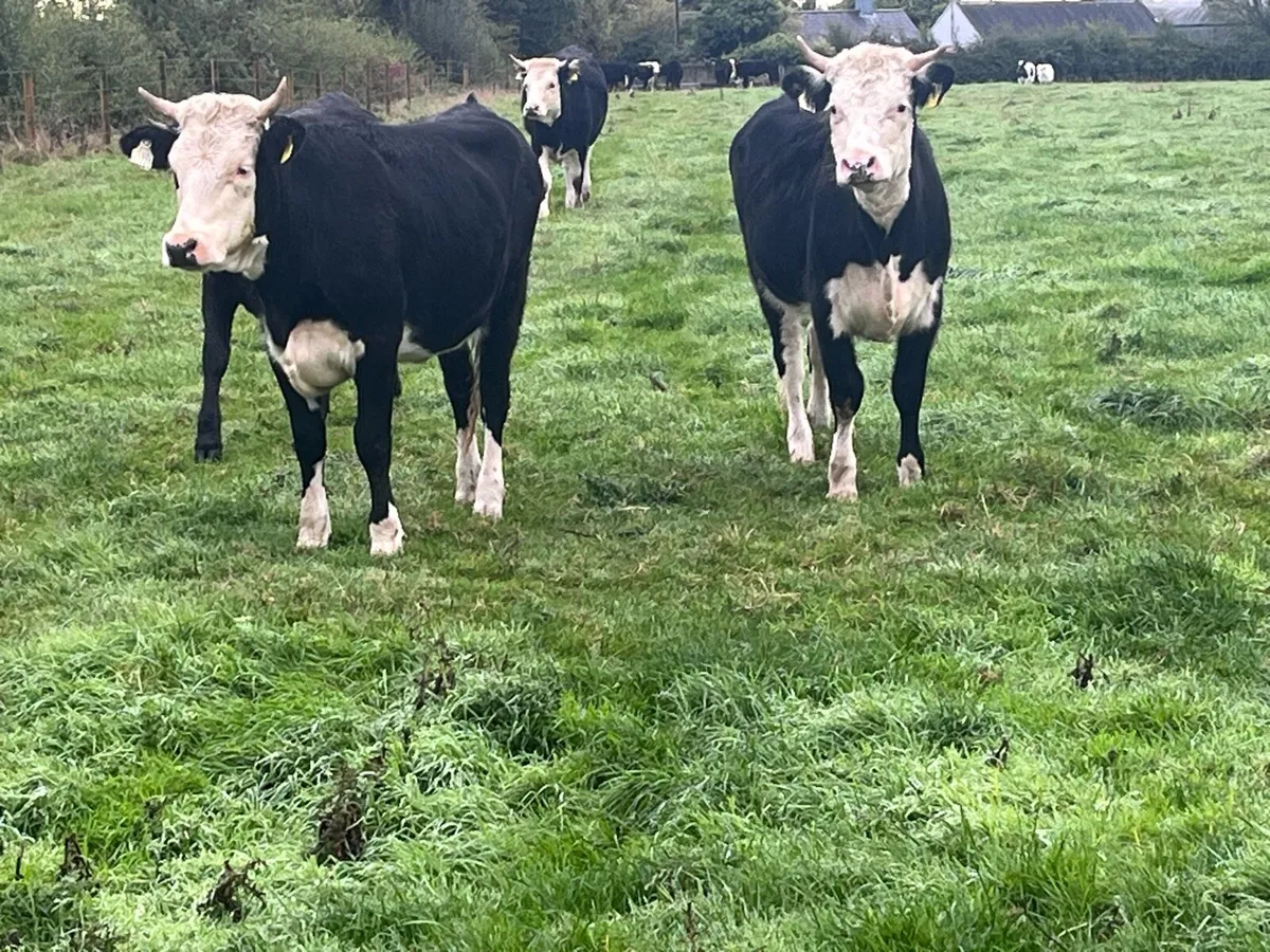 Heifers - Image 1