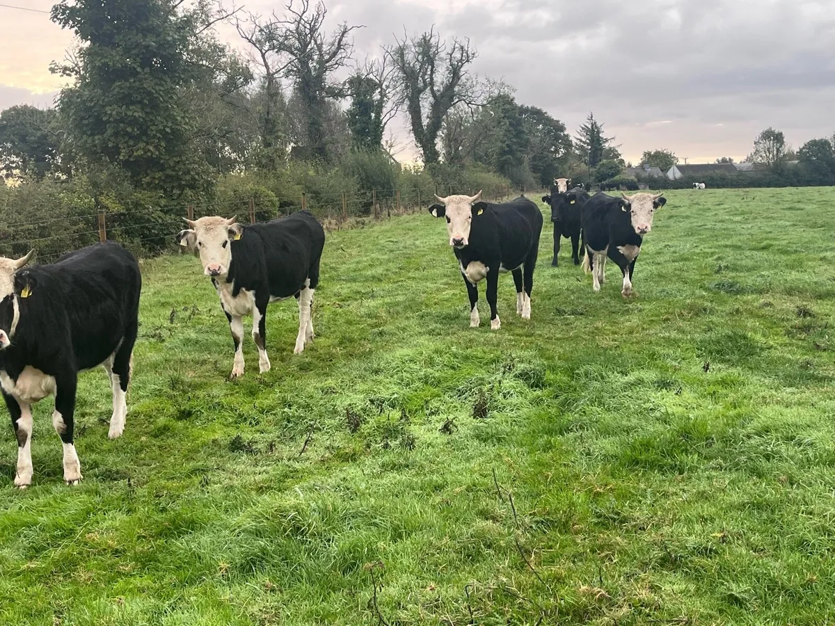 Heifers - Image 2