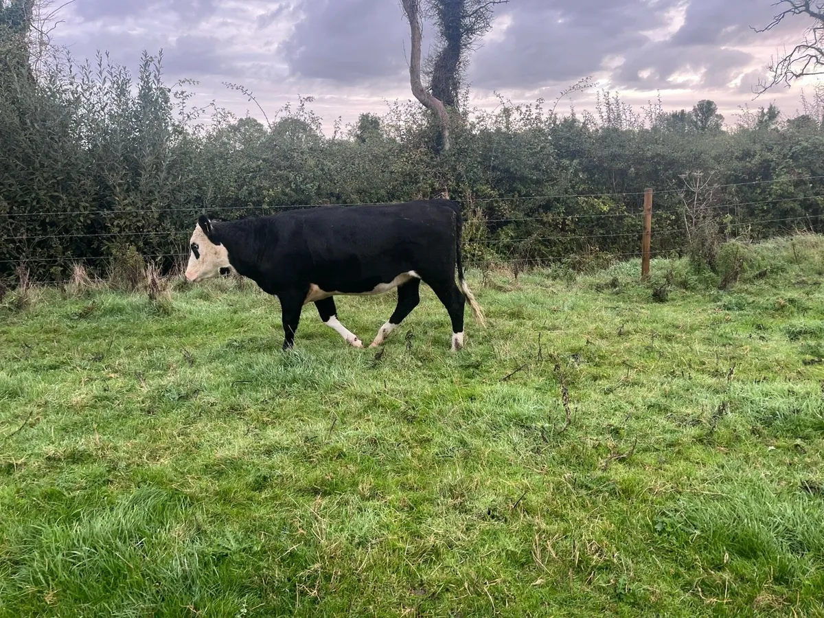 Heifers - Image 3