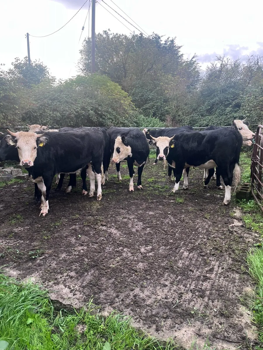 Heifers - Image 4