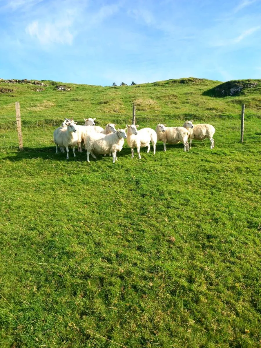 North country cross ewes and 2 north country rams - Image 1