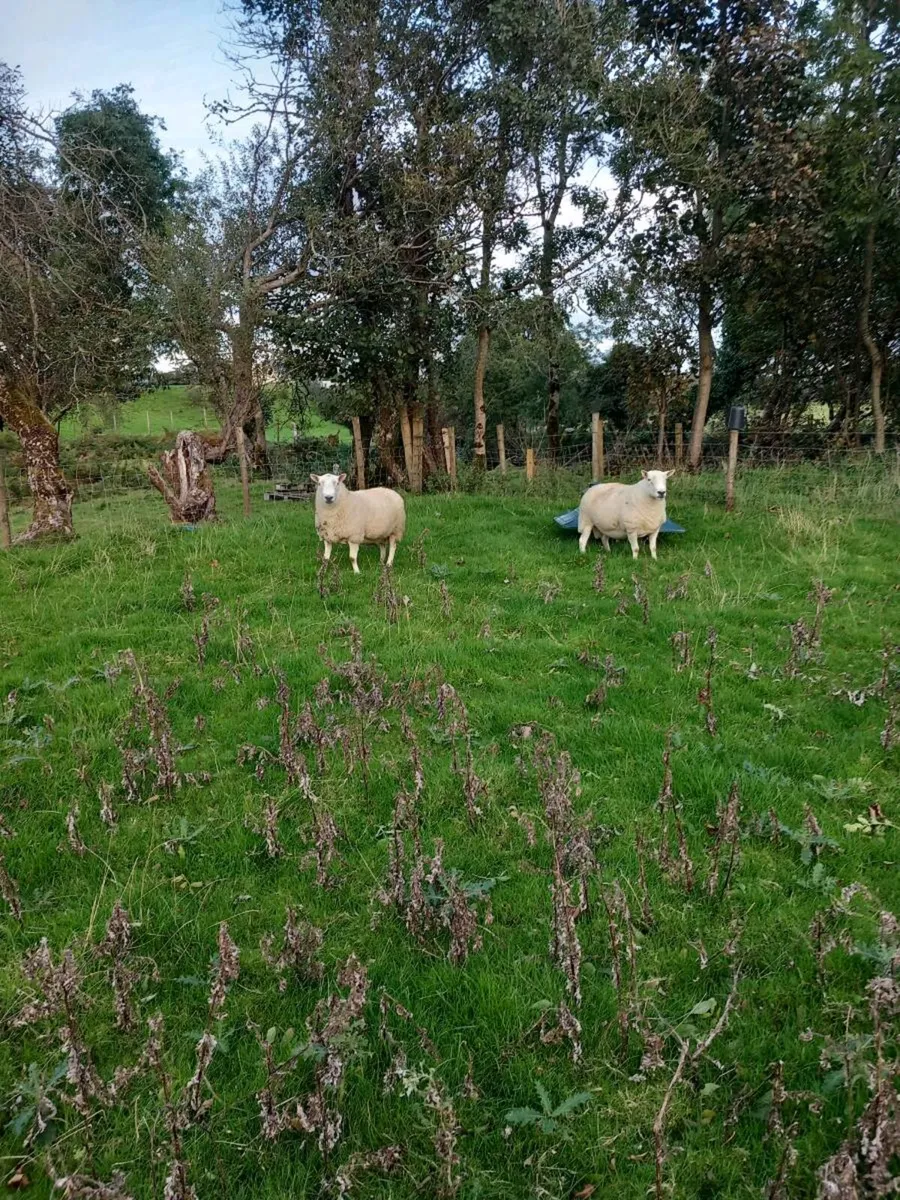 North country cross ewes and 2 north country rams - Image 2
