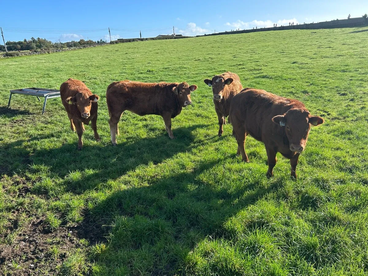 4 Serious Breeding Limousine Heifers - Image 1