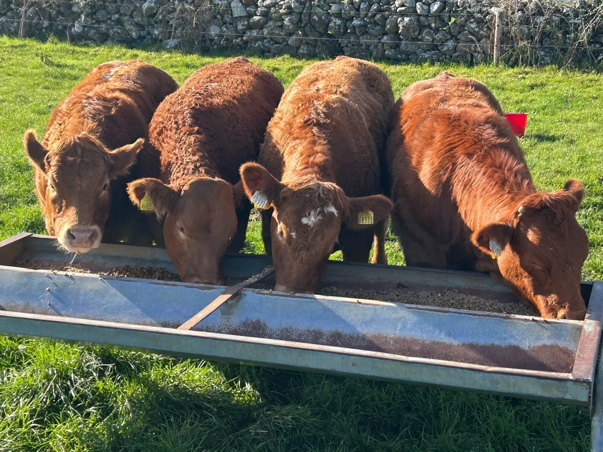 4 Serious Breeding Limousine Heifers - Image 2