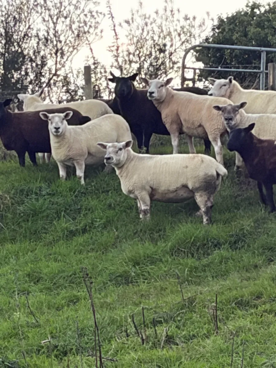 Texel and Dutch cross hoggets - Image 1
