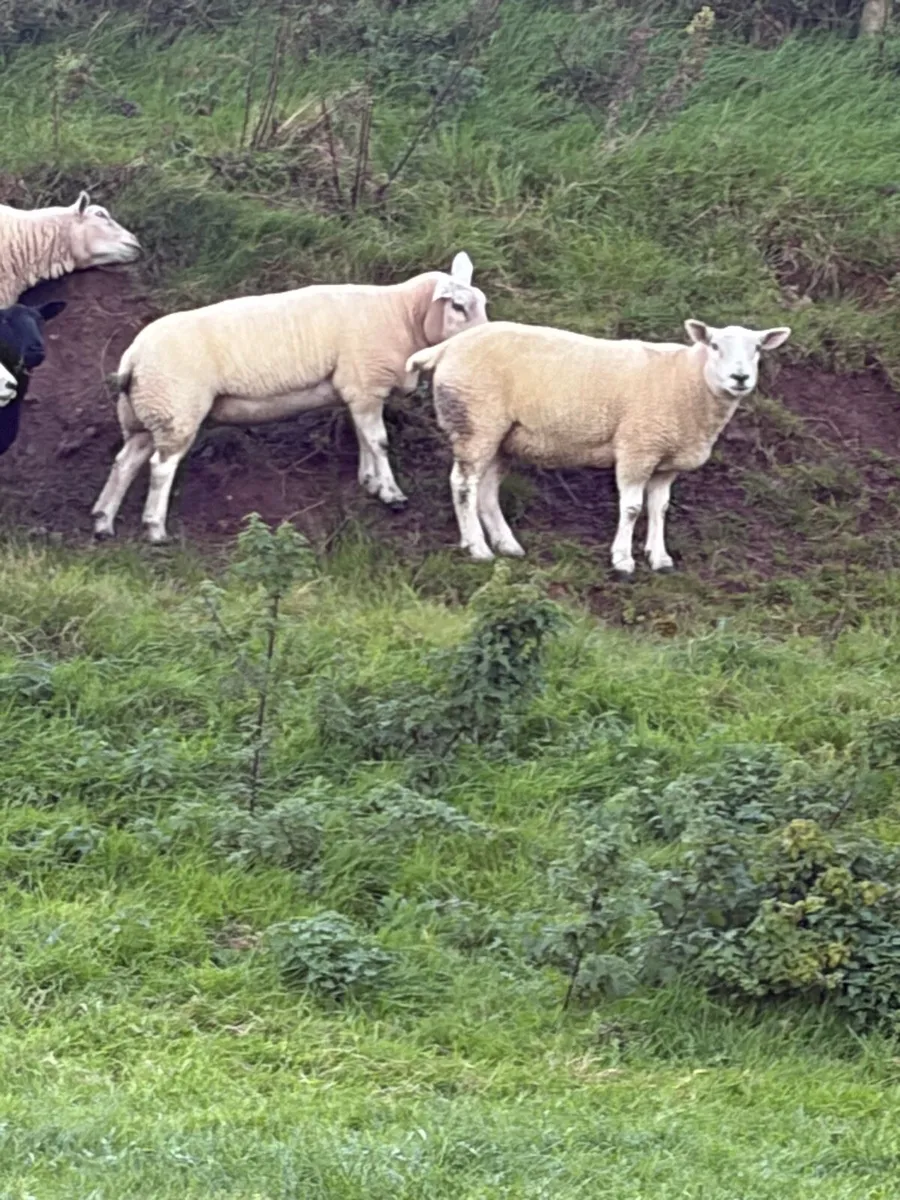 Texel and Dutch cross hoggets - Image 4