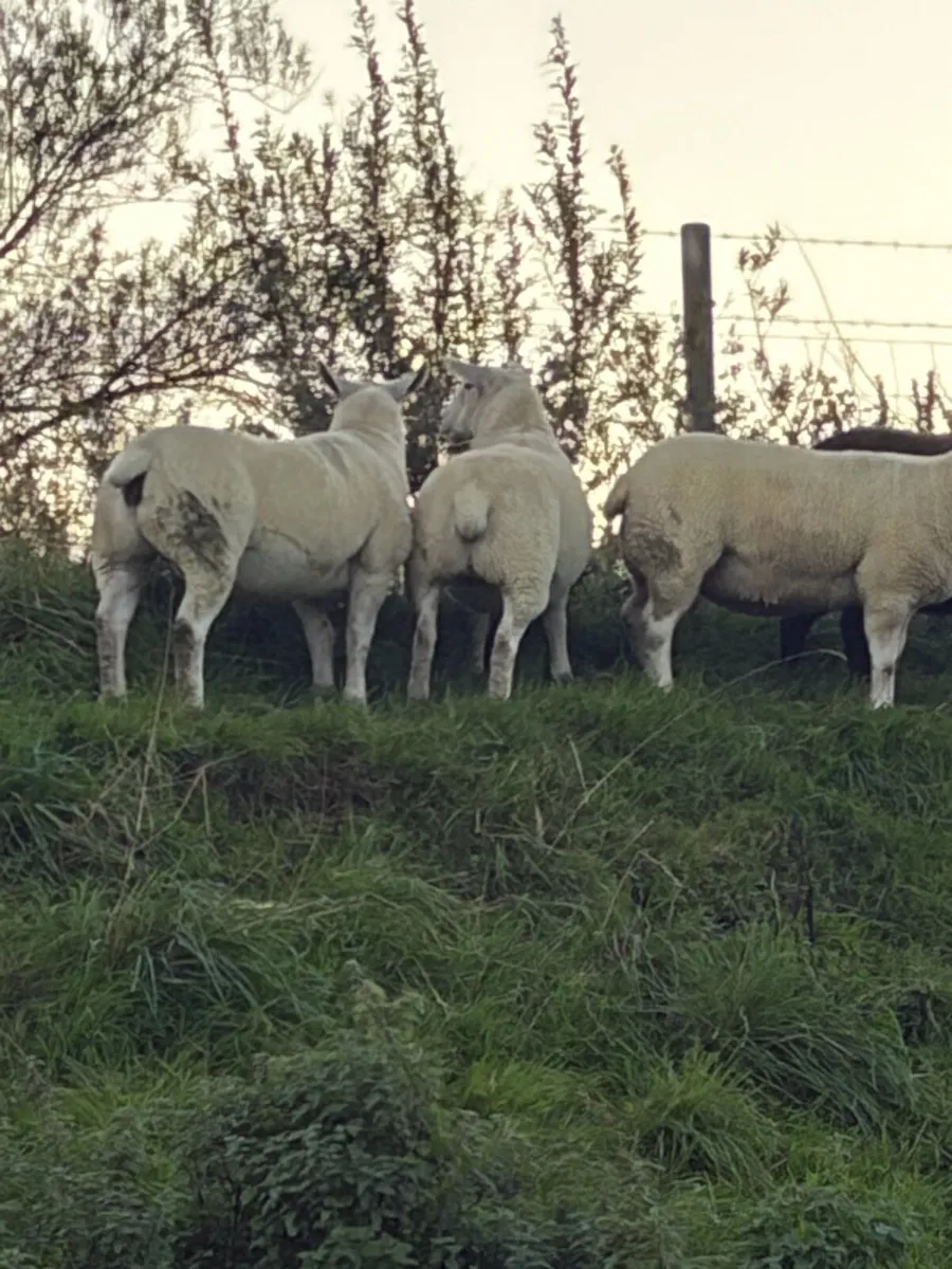 Texel and Dutch cross hoggets - Image 2